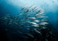   Chevron Barracudas Southwest Pinnacle  